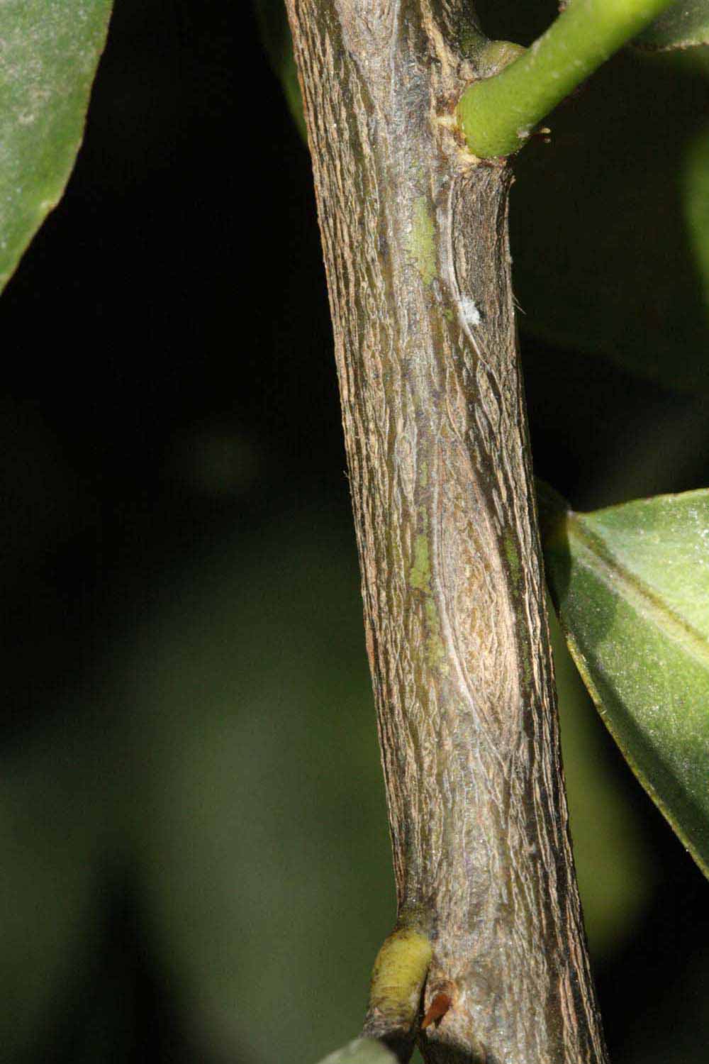              Second - third year twig (Riverside,   CA)       